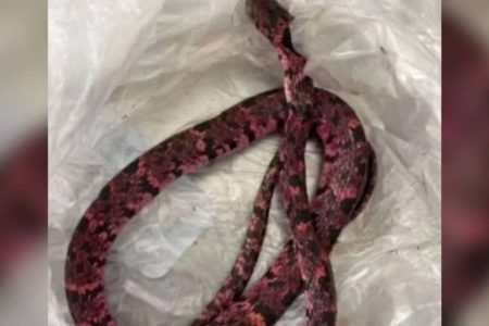 Homem vomita cobra após ingerir bebida alcoólica em Mulungu, no Ceará