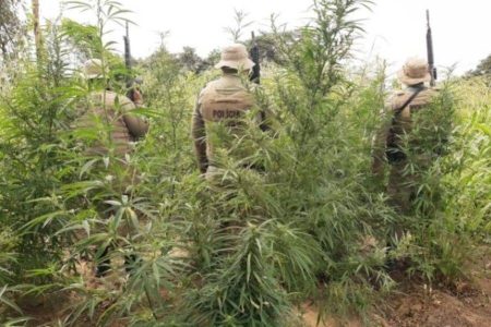 Polícia Militar erradica plantação com 45 mil pés de maconha no norte da Bahia