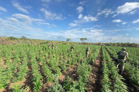 Polícia Militar erradica 90 mil pés de maconha em Filadélfia