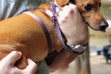 Projeto de lei propõe vacinação gratuita para animais de tutores de baixa renda