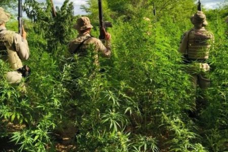 Polícia Militar destrói plantação com 26 mil pés de maconha no norte da Bahia