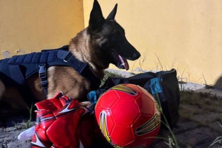 Com ajuda do cão Messi, PRF apreende drogas escondidas em bolas de futebol