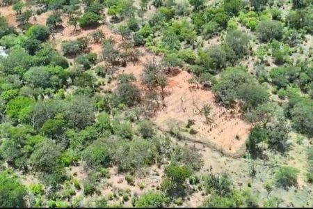 PF erradica mais de 130 mil pés de maconha no norte da Bahia