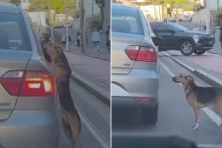 Casal abandona cachorro em via movimentada do Rio Vermelho e cena causa comoção