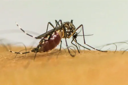 Saúde Brasil ultrapassa 1 milhão de casos prováveis de dengue em 2025