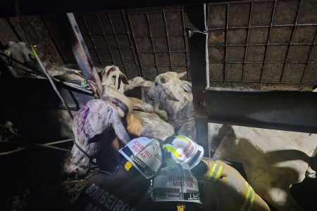 Caminhão tomba na BR-349 e mais de 60 bovinos são resgatados em Bom Jesus da Lapa