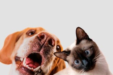 Senado aprova projeto que proíbe tatuagens e piercings em cães e gatos