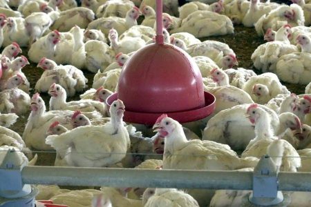 Mais três países suspendem importação de frango do Brasil