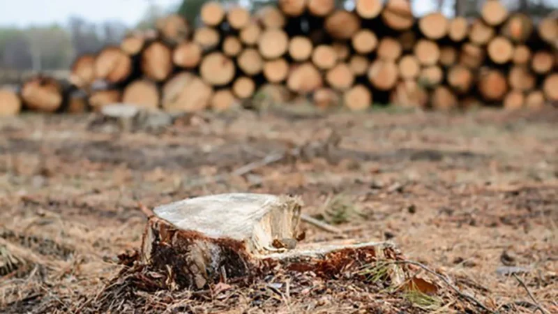 Supressão de vegetação é ato lícito e vinculado e não pode servir de método de controle de desmatamento Supressão de vegetação é ato lícito e vinculado e não pode servir de método de controle de desmatamento