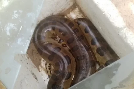 Santa Cruz Cabrália: Cobra sucuri é resgatada por banhistas na beira praia