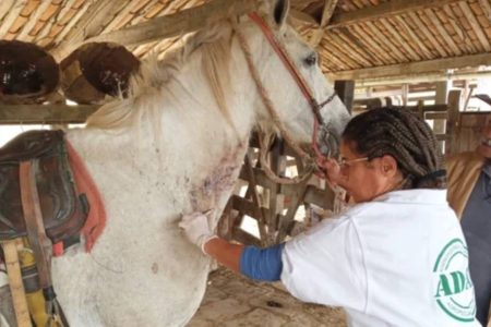 Alerta na Bahia: aumento de casos de raiva em equinos e bovinos preocupa autoridades