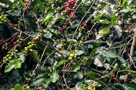 Safra de café deve crescer 2,7% e chegar a 56 milhões de sacas em 2025