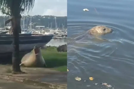 VÍDEO: Elefante-marinho é visto em praia de Salvador e surpreende moradores
