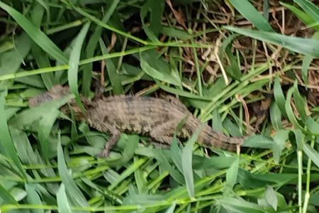 Morador encontra filhote de jacaré, coloca animal no carro e solta na zona rural, em Jaguaquara