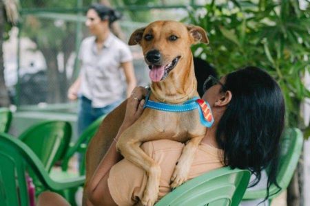 Agora é lei: tatuar ou colocar piercing em cães e gatos passa a ser crime