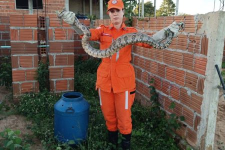 Senhor do Bonfim: Corpo de Bombeiros resgata cobra de 1,5 metro em banheiro de residência