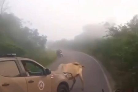 Boi derruba motoqueiro e ataca viatura da PM na BA-503, em Irará