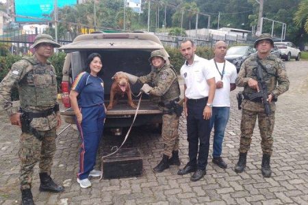 Pitbull é resgatado em situação de abandono na Avenida Bonocô