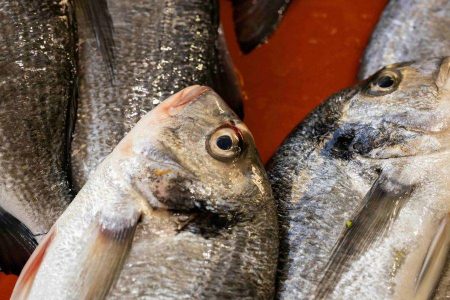 Bahia está entre os estados afetados por paralisação nas exportações de pescados após sobretaxa dos EUA