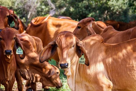 Crise na pecuária dos EUA pressiona inflação e pode abrir caminho para carne brasileira, avaliam especialistas