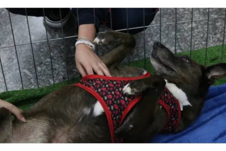 Projeto de lei na AL-BA propõe multa de até R$ 10 mil por abandono de animais