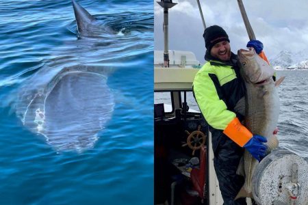 Pescador é surpreendido por tubarão branco que o cerca durante pescaria