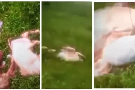 Criminosos invadem fazenda em Candeias e matam sete vacas, seis grávidas