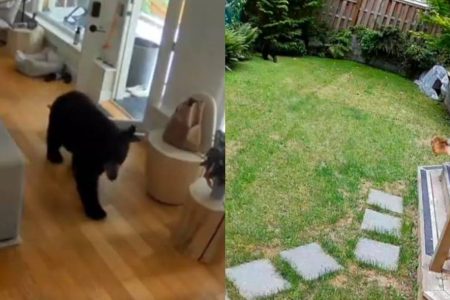 Lulu-da-Pomerânia expulsa urso selvagem de casa e cena viraliza nas redes sociais