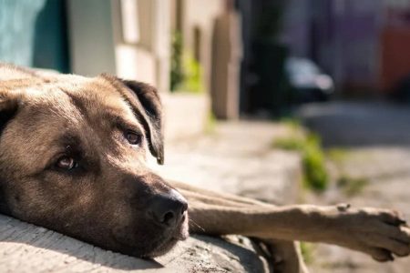 Projeto de lei prevê multas de até R$ 12 mil por abandono de animais na Bahia