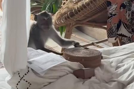 Vídeo: turista carioca tem bolsa roubada por macaco na Indonésia e cena viraliza