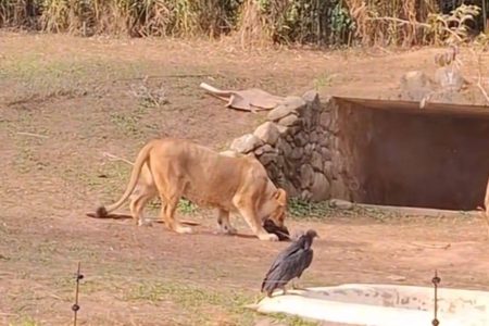 Leoa surpreende ao atacar urubu em zoológico, mas ave escapa do bote