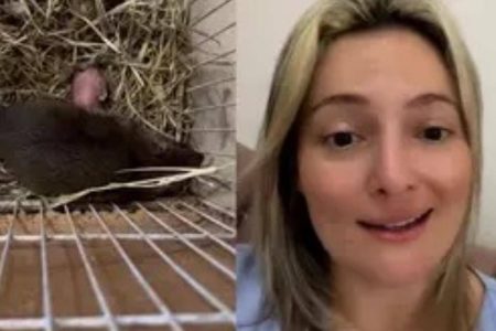 Veterinária captura ratazana grávida e decide cuidar dos animais: “Tô criando rato de esgoto” Veterinária captura ratazana grávida e decide cuidar dos animais: “Tô criando rato de esgoto”