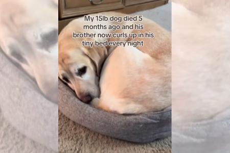 Labrador emociona ao dormir em cama do amigo que morreu para sentir seu cheiro