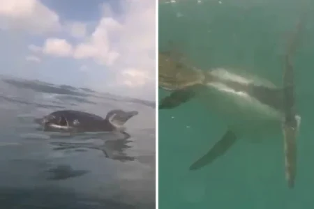 Mergulhador registra pinguim no Rio Vermelho; é o terceiro caso na Bahia em menos de um mês