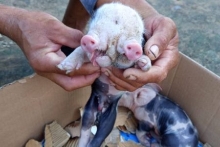 Feira de Santana: Porco nasce com dois focinhos, mas morre no dia seguinte