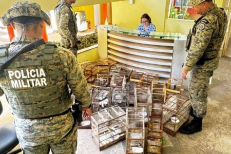 Polícia apreende 27 aves silvestres em feira livre de Santo Amaro