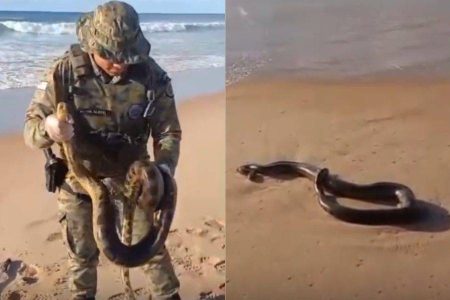 PM resgata sucuri na praia de Patamares