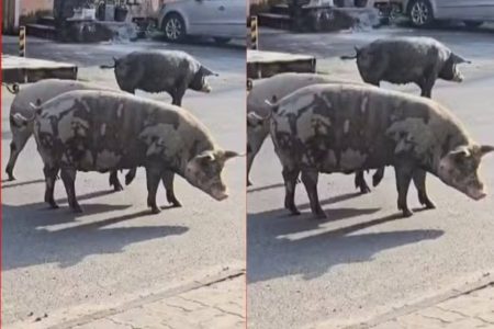 Porcos são flagrados soltos em ruas de Salvador Porcos são flagrados soltos em ruas de Salvador