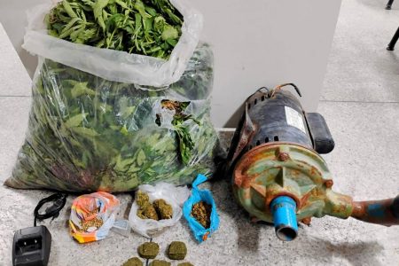 Polícia Militar erradica plantação com 30 mil pés de maconha em Senhor do Bonfim Polícia Militar erradica plantação com 30 mil pés de maconha em Senhor do Bonfim