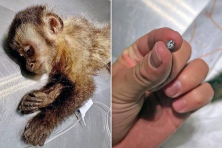 Fêmea de macaco-prego resgatada após ser baleada morre durante cirurgia no Rio de Janeiro Fêmea de macaco-prego resgatada após ser baleada morre durante cirurgia no Rio de Janeiro