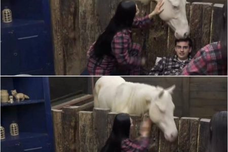 Romance animal? Dudu Camargo ganha beijinho e mordida de cavalo na mesma noite
