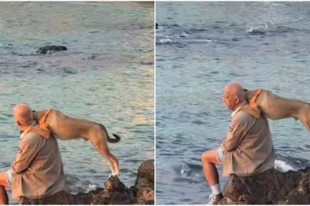 Cena de cachorro abraçado ao tutor na Barra emociona e viraliza na web