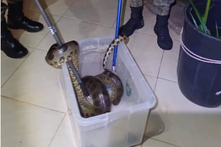 Sucuri de 2 metros é capturada por policiais em área residencial de Camaçari