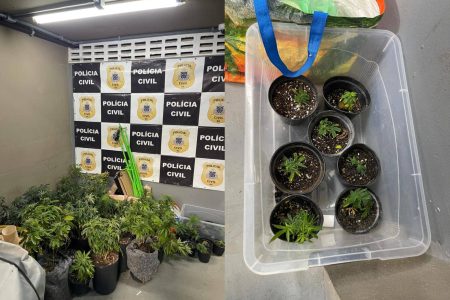 Polícia Civil descobre estufas com 50 pés de maconha em apartamento no Rio Vermelho