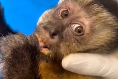 Fêmea de macaco-prego é encontrada baleada na RJ e pode ficar paraplégica Fêmea de macaco-prego é encontrada baleada na RJ e pode ficar paraplégica