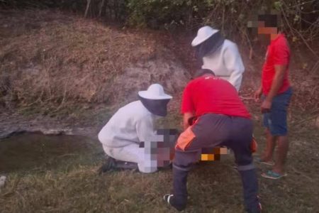 Idoso morre e mulher fica ferida após ataque de abelhas em Riachão do Jacuípe