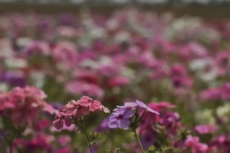 Primavera começa nesta terça-feira com previsão de tempo firme em Salvador; veja