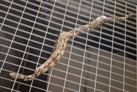 Polícia resgata jiboia encontrada em estação de metrô de Brotas