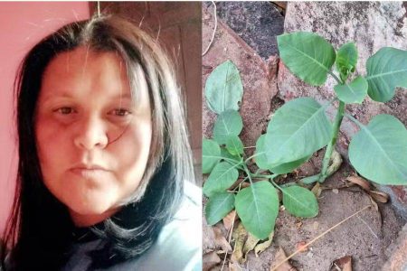 Mulher morre após ingerir “falsa couve” em almoço de família