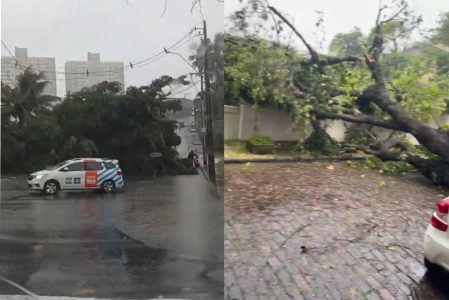 Mais de 20 ocorrências de quedas de árvores são registradas em Salvador após fortes chuvas